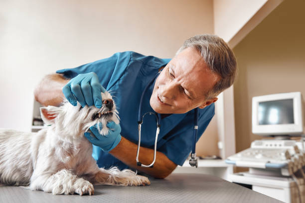 Best Same-Day Emergency Dentist in Greenwood Lake, NY
